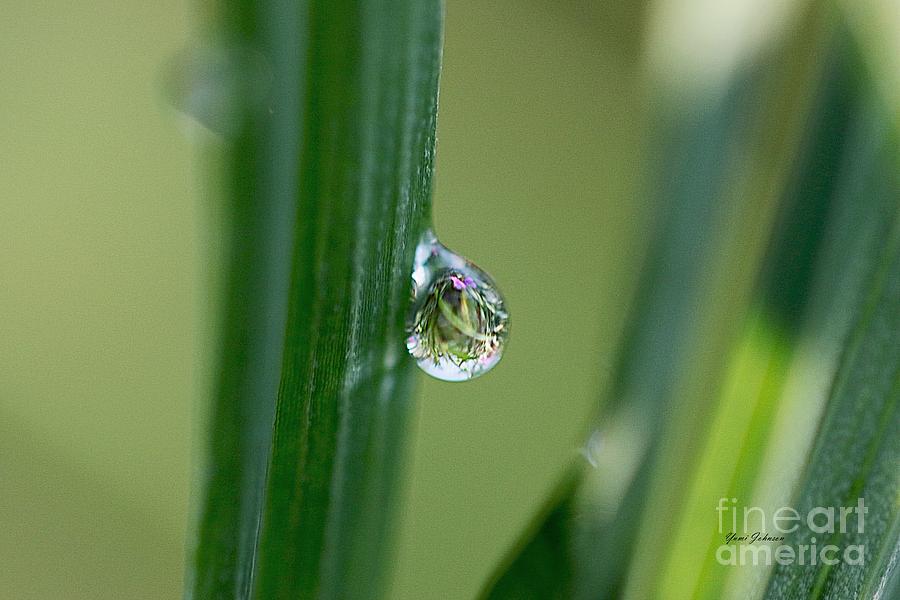 Little garden in the droplet Photograph by Yumi Johnson