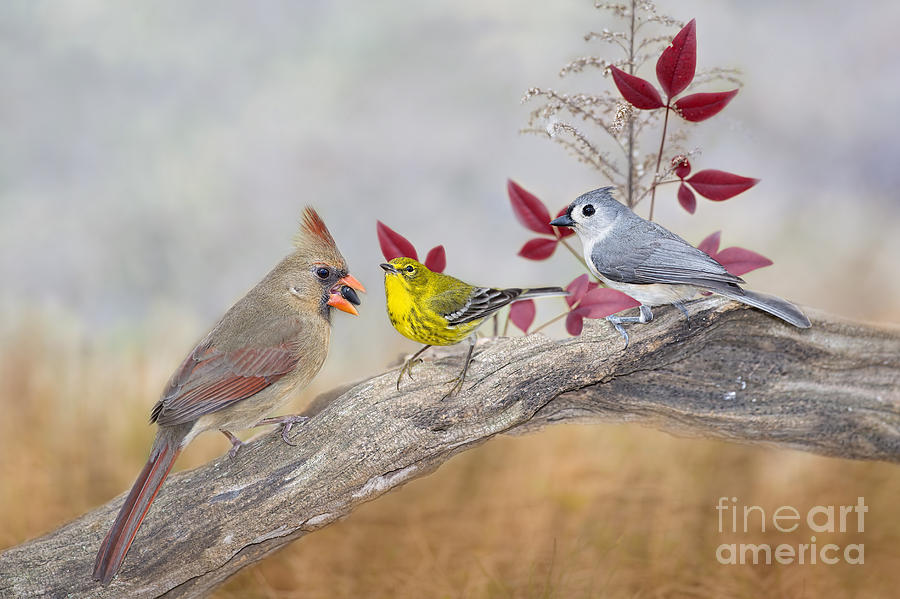 Pine Warbler Photograph - Little Gathering of Feathered Friends by Bonnie Barry