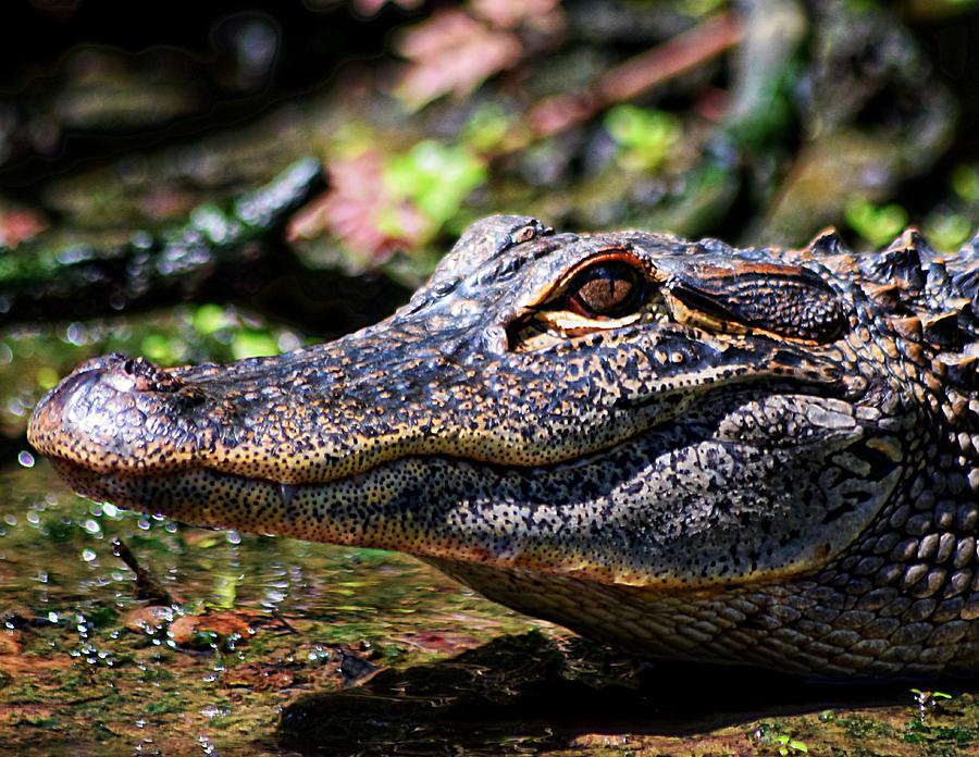 Little Gator Smile 1 Photograph by Sheri McLeroy