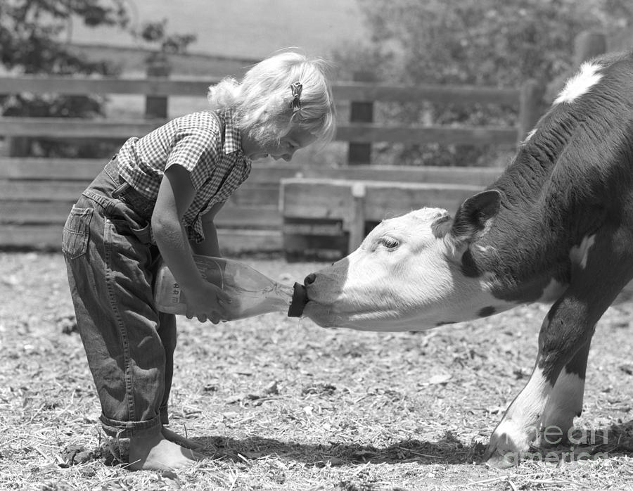 Little Girl Bottle-feeding A Calf Photograph by H. Armstrong Roberts/ClassicStock