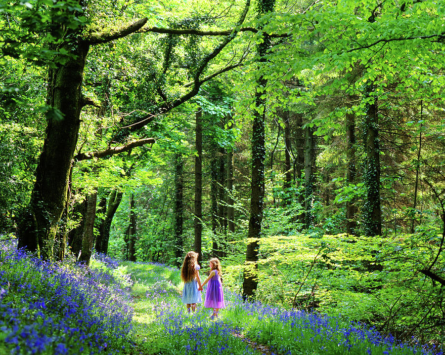 Little girls in Bluebell wood Photograph by Maggie Mccall