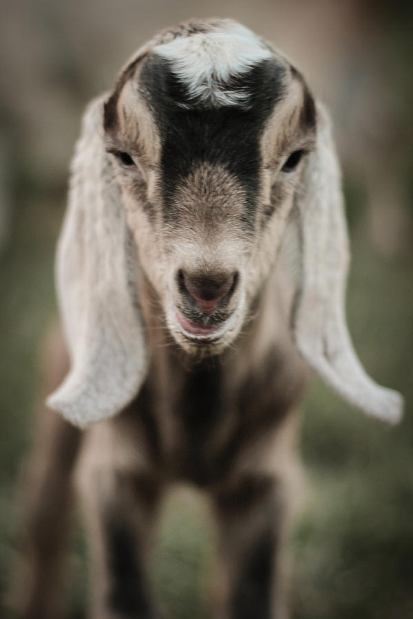 Little Goat in Color Photograph by Kelly Hazel