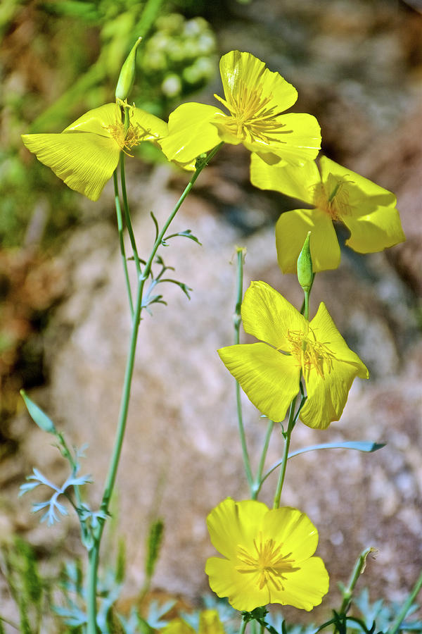 Little Gold Poppies in Anza-Borrego State Park-California Photograph by Ruth Hager