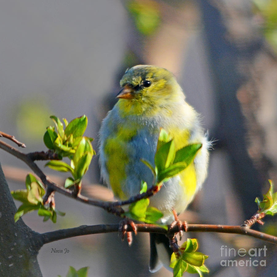 Nature Photograph - Little Goldfinch by Nava Thompson