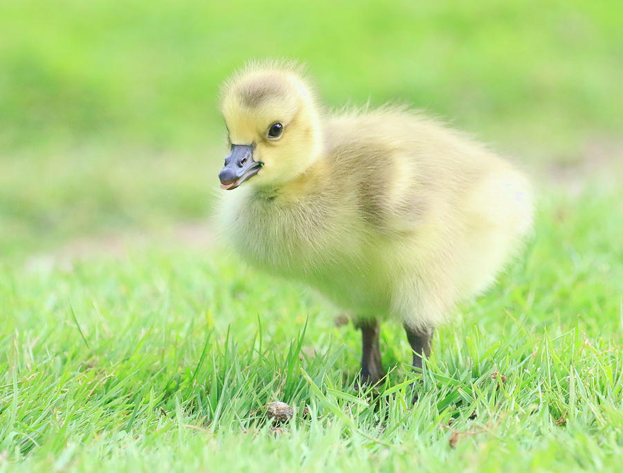 Little Goose Photograph by Steve McKinzie