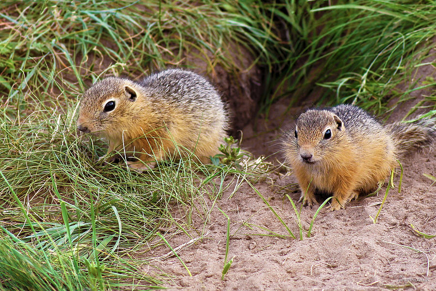 Little gophers Photograph by Ekaterina Torganskaia - Pixels