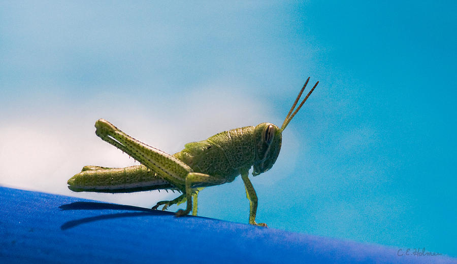 Little Grasshopper Photograph by Christopher Holmes