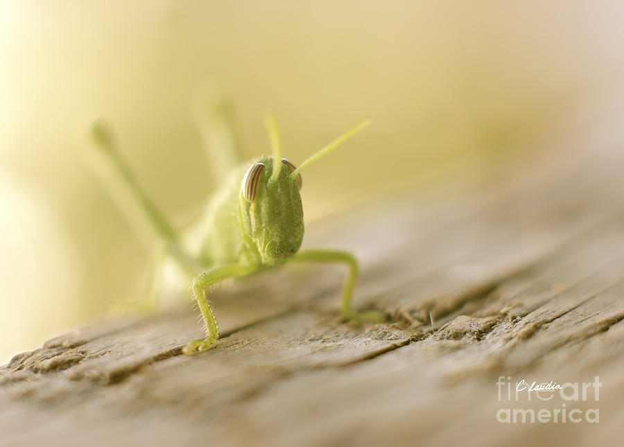 Little Grasshopper Photograph by Claudia Ellis