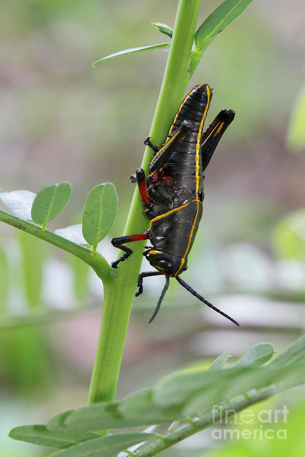 Nature Photograph - Little Grasshopper by Deborah Benoit