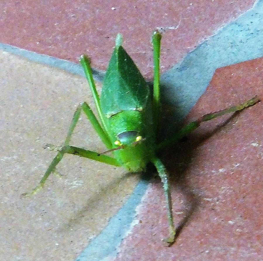 Little Grasshopper Photograph by Denise F Fulmer