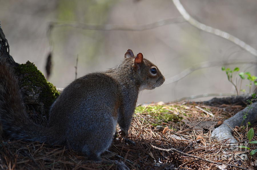 Little Gray Squirrel Photograph by Maria Urso