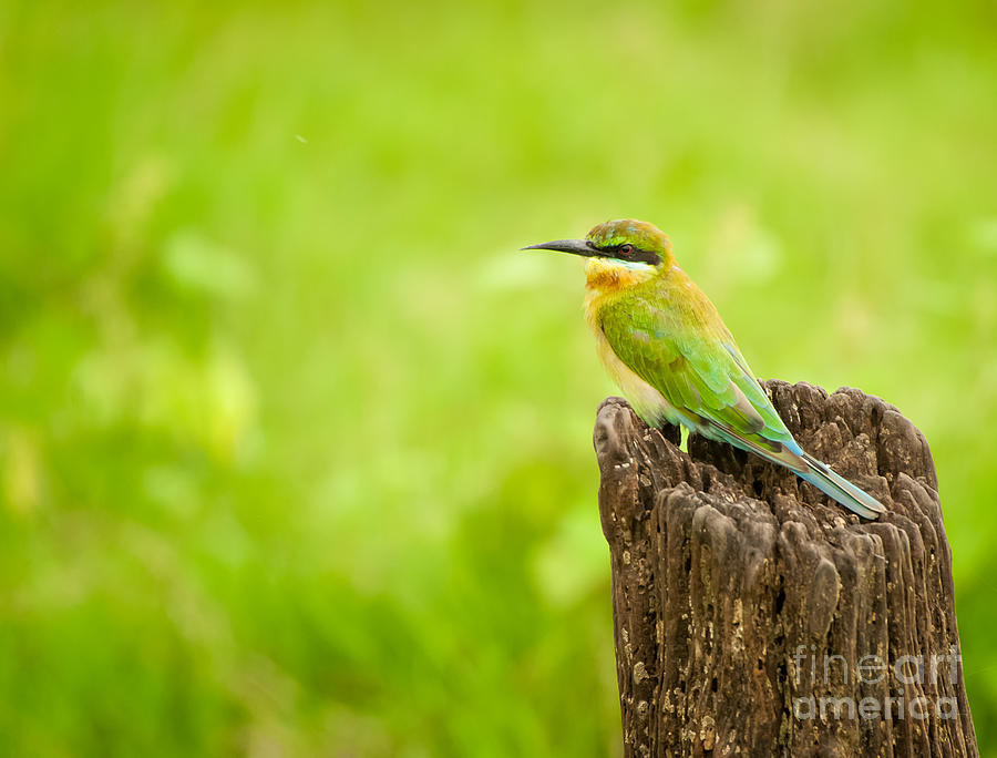 Little Green Bee-eater Photograph by Venura Herath