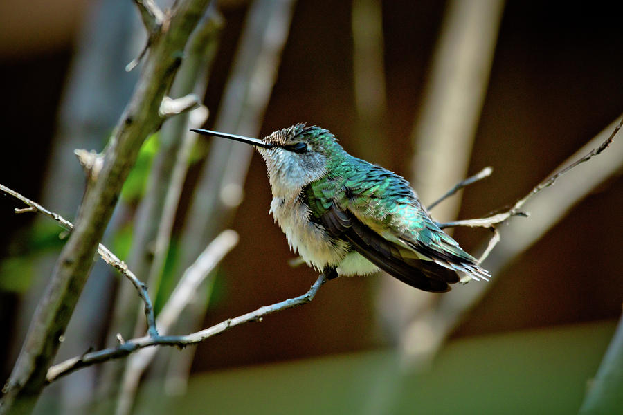 Hummingbird Photograph - Little Green Buzzer by Linda Unger