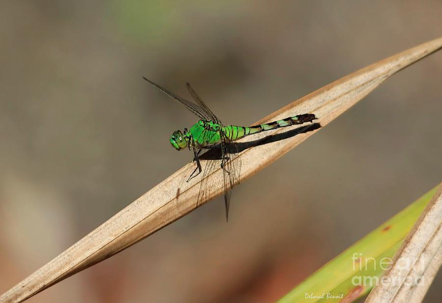 Dragon Photograph - Little Green Friend by Deborah Benoit