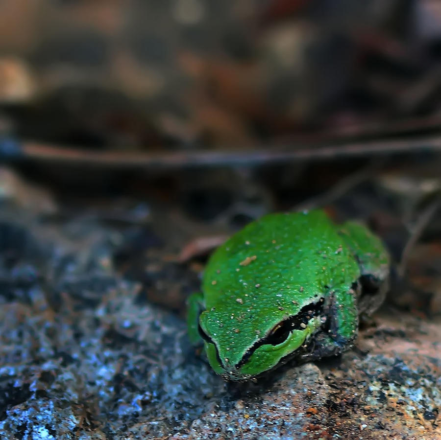 Little green frog Photograph by Cherie Duran