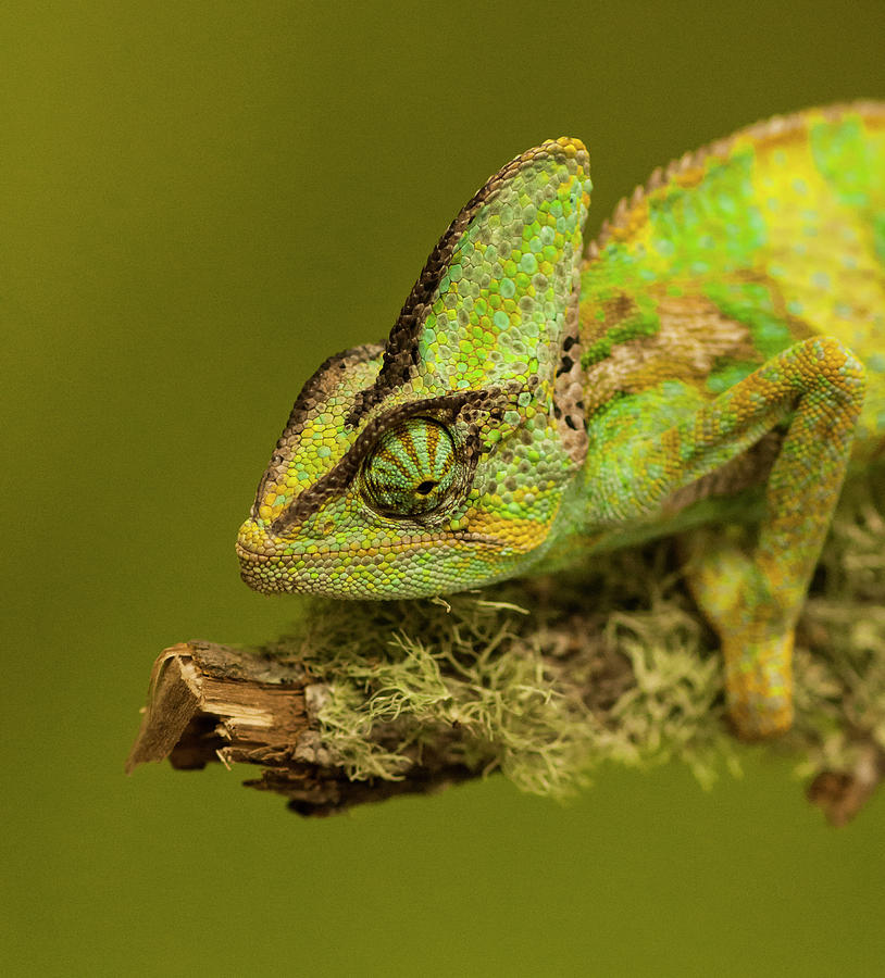Little Green Gecko Photograph by Ginger Stein