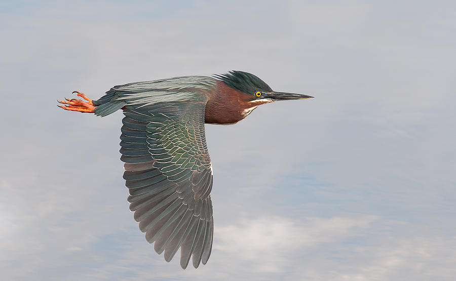 Bird Photograph - Little Green Heron by Alfred Forns