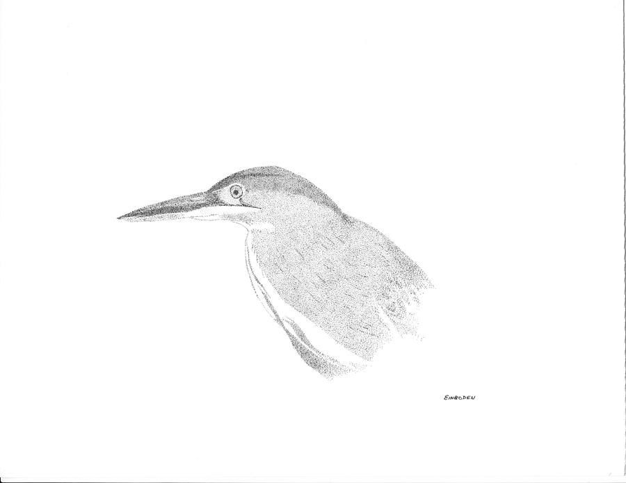 Little Green Heron Drawing - Little green heron by Ed Einboden