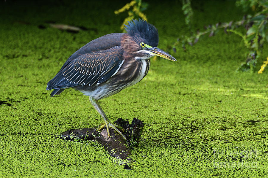 Little Green Heron in Summer Photograph by Libby Lord | Fine Art America