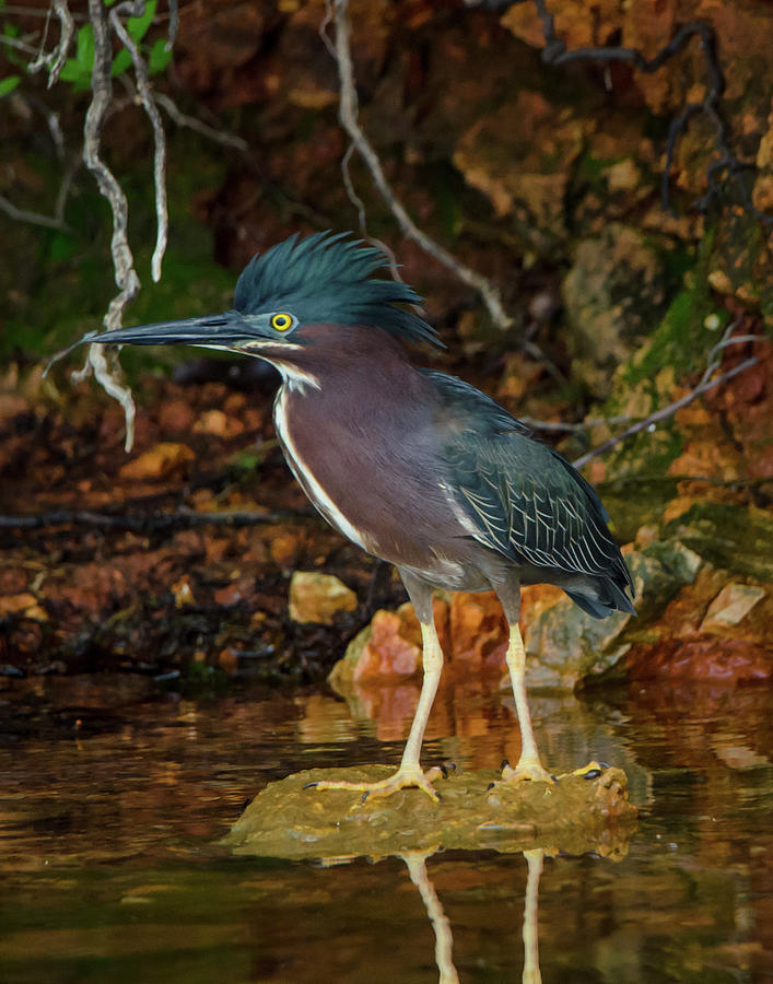 Little Green Heron Photograph by Steve Marler