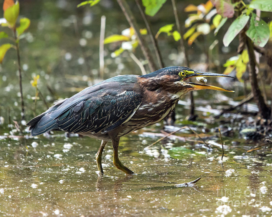 Bird Photograph - Little Green Heron With Fish by Eric Killian Bird Photograph - Little Green Heron With Fish by Eric Killian