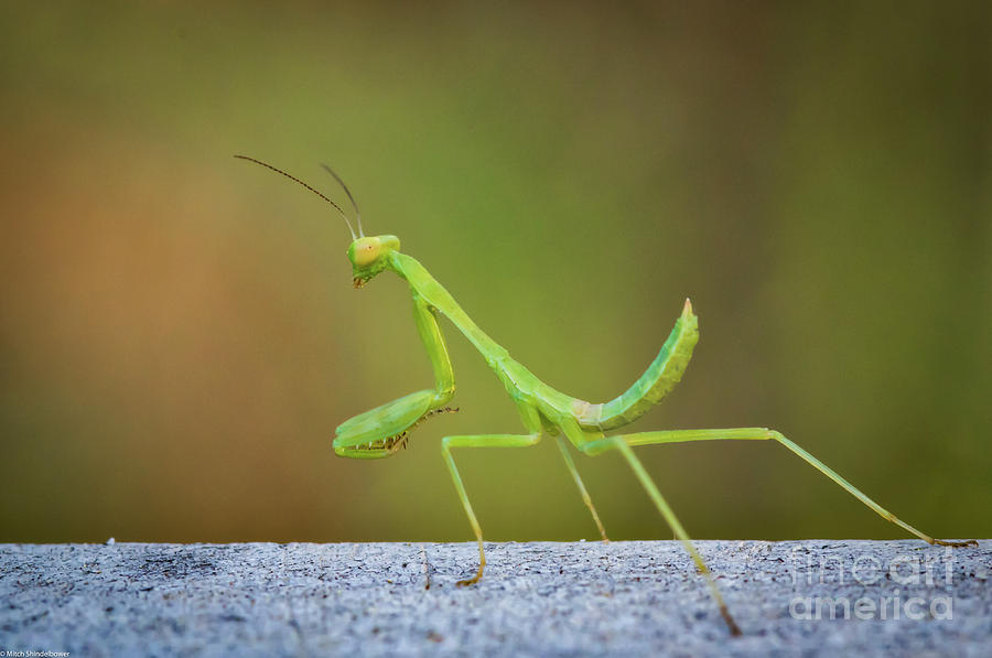 Little Green Mantis  Photograph by Mitch Shindelbower