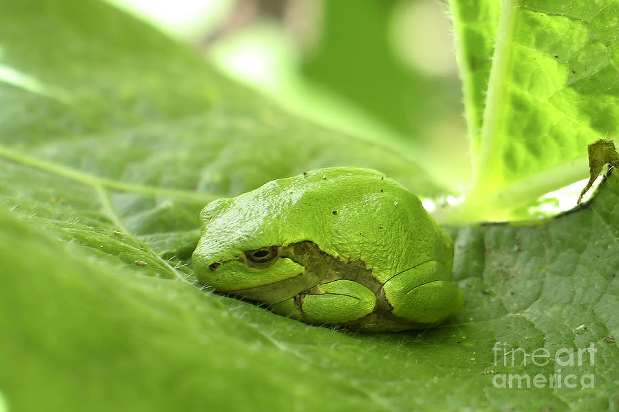 Little Green Tree Frog Photograph by Teresa Zieba