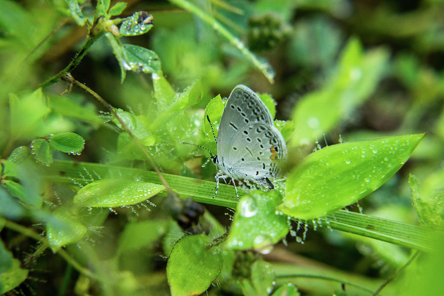 Little Grey Half Inch Tall Butterfly Photograph by Douglas Barnett