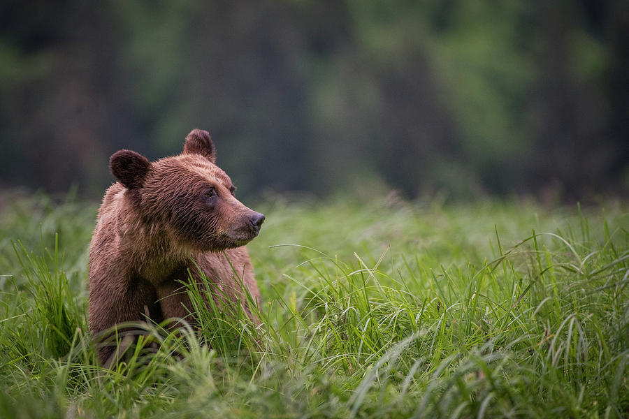 Little Grizzly Bear Photograph by Bill Cubitt