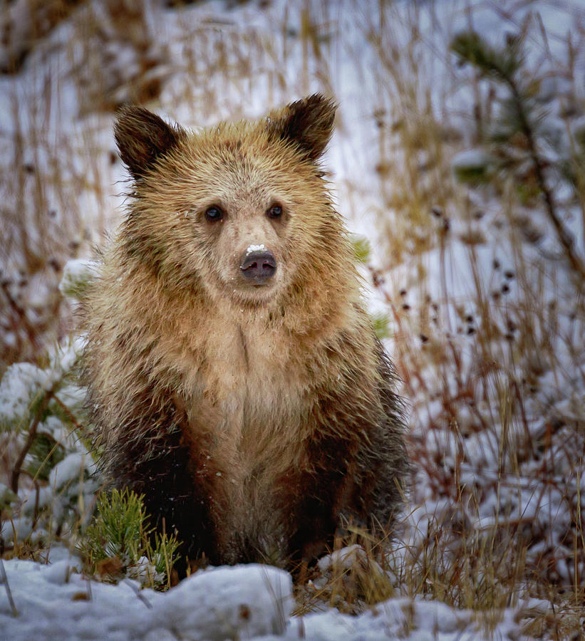 Little Grizzly Photograph by Jared Perry