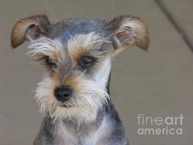 Dog Photograph - Little Guy by Diane Lesser