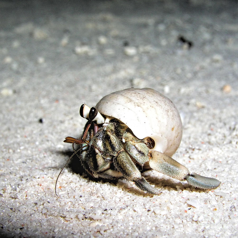 Little hermit crab  Photograph by Joerg Lingnau