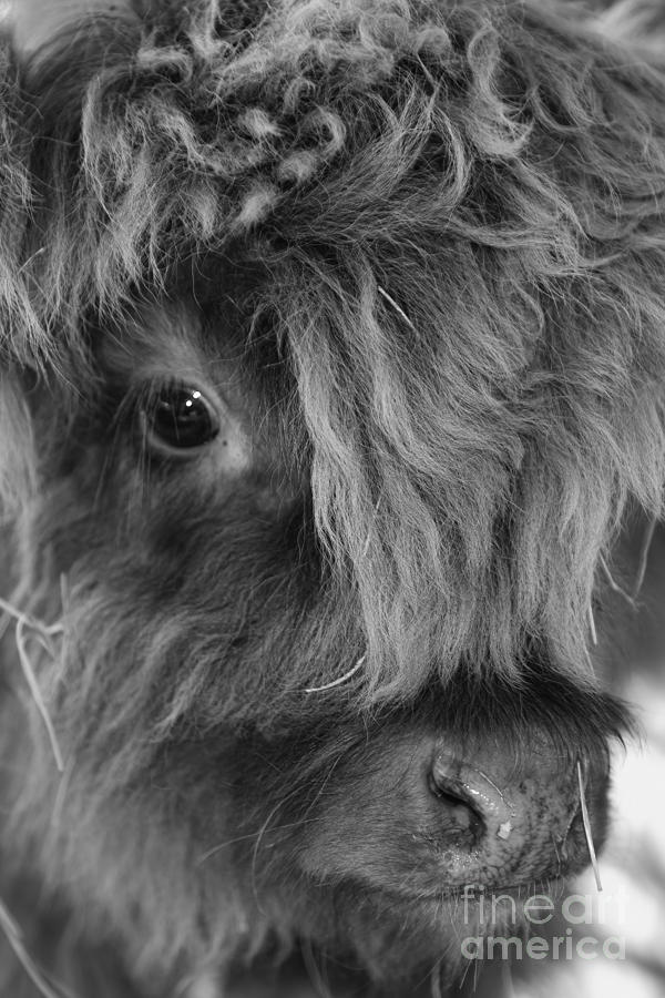 Animal Photograph - Little Highlander by Olga Hamilton