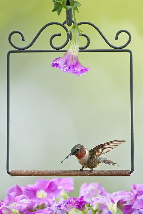 Hummingbird Photograph - Little Hummer Inspecting the Garden by Bonnie Barry