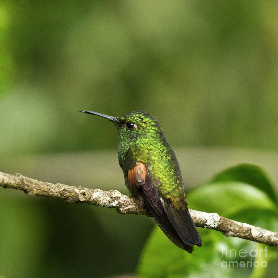 Little Hummingbird Photograph by Heiko Koehrer-Wagner