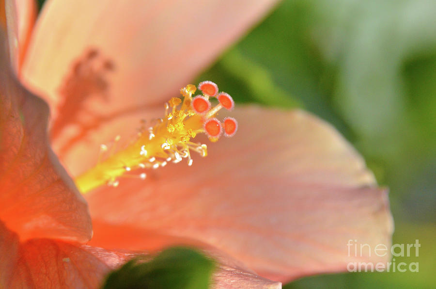Little Hibiscus Planets Photograph by Debby Pueschel