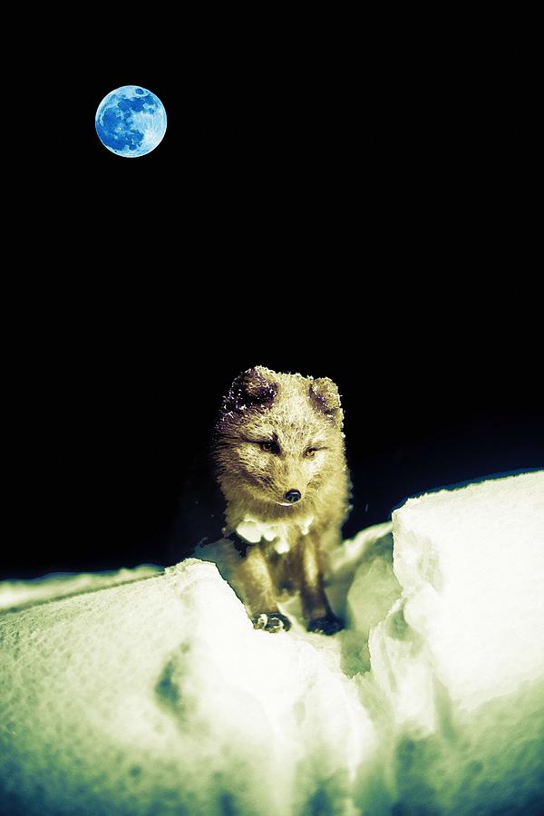 Little Icelandic Foxy Mouse  Under Moon Painting by Celestial Images
