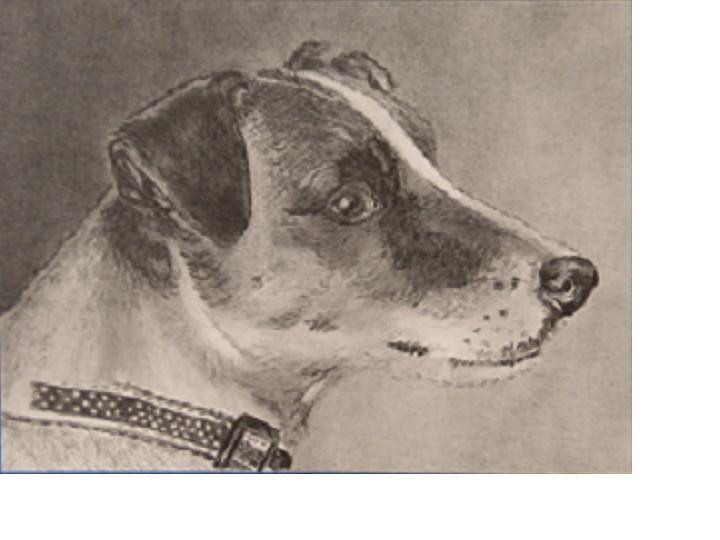 Jack Russell Terrier Drawing - Little Jack by Judith Pennington
