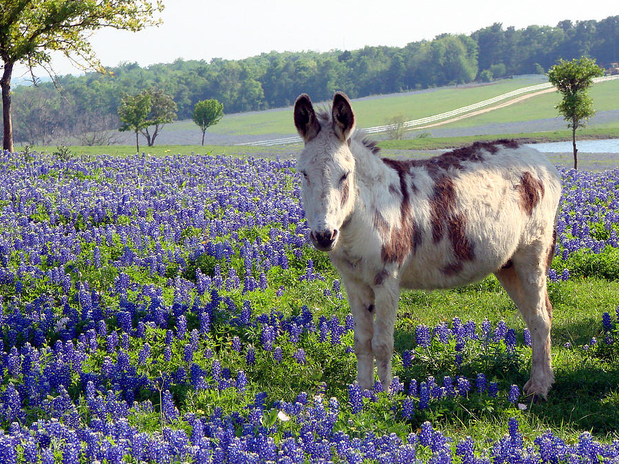 Bluebonnets and Little Jesus Donkey Photograph by Linda Cox