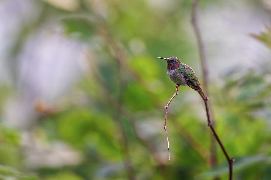 Little Jewel - Ruby-throated Hummingbird - Trochilus colubris Photograph by Spencer Bush