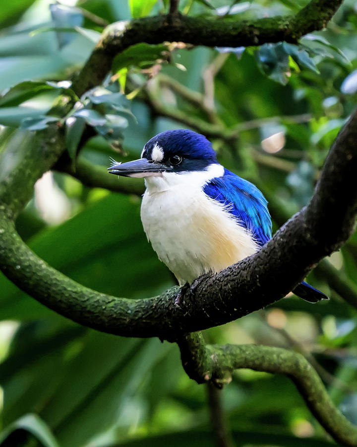 Forest Kingfisher - Australia Photograph by Steven Ralser