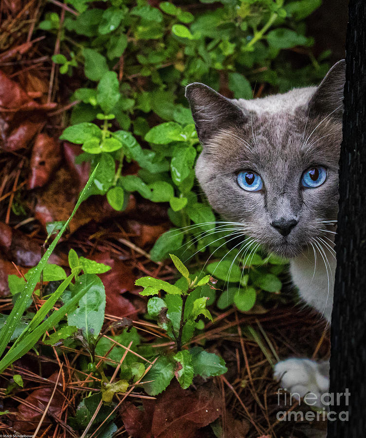 Little Kitty Blue Eyes Photograph by Mitch Shindelbower