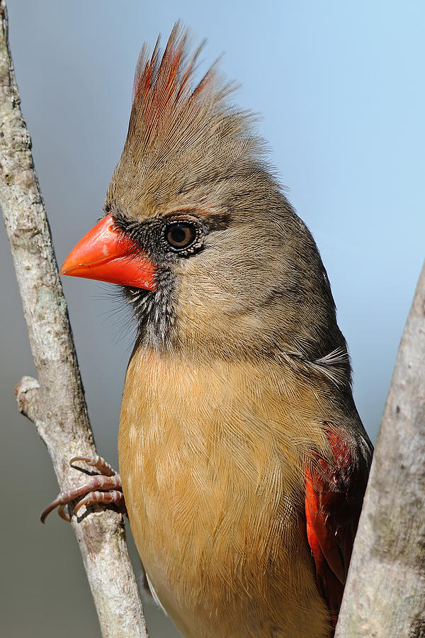 Bird Photograph - Little Lady Cardinal by Bonnie Barry