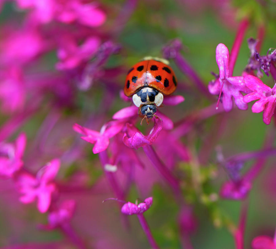 Ladybug Photograph - Little Lady by Shelley Neff