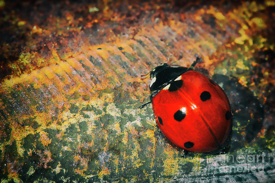 Little Ladybug Photograph by Kasia Bitner