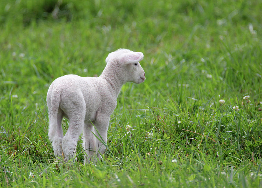 Little Lamb 1 Photograph by Brook Burling
