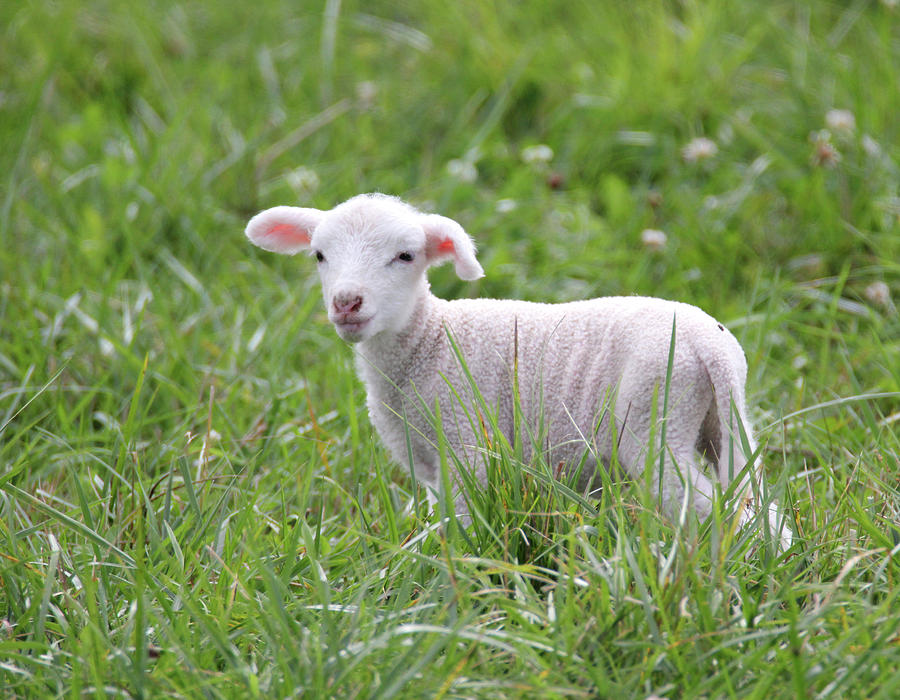 Little Lamb 2 Photograph by Brook Burling