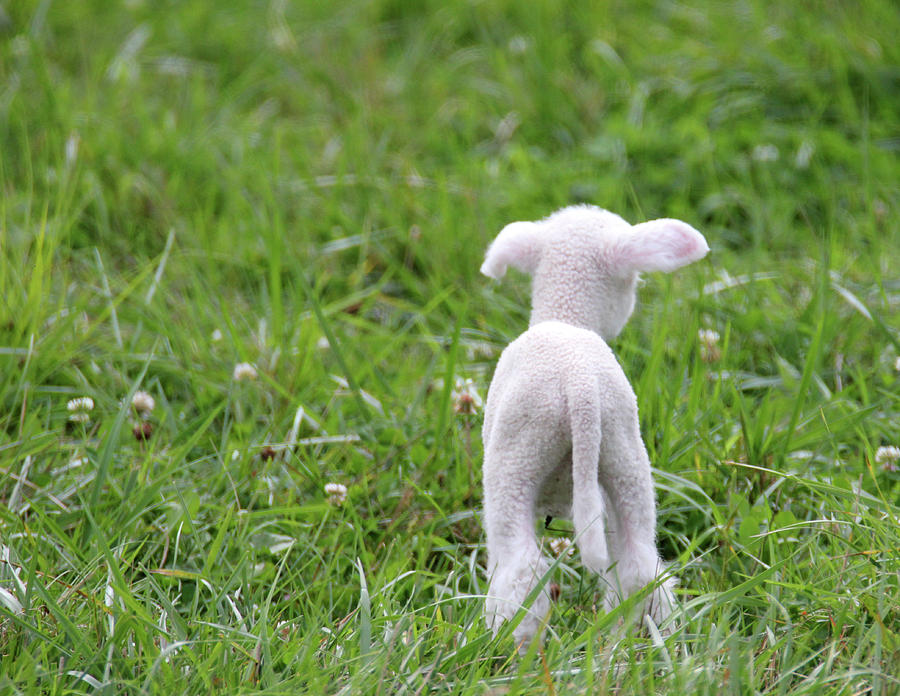 Little Lamb 3 Photograph by Brook Burling