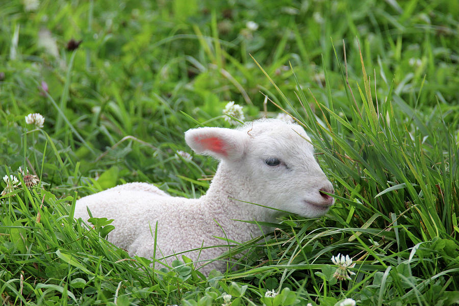 Little Lamb 4 Photograph by Brook Burling