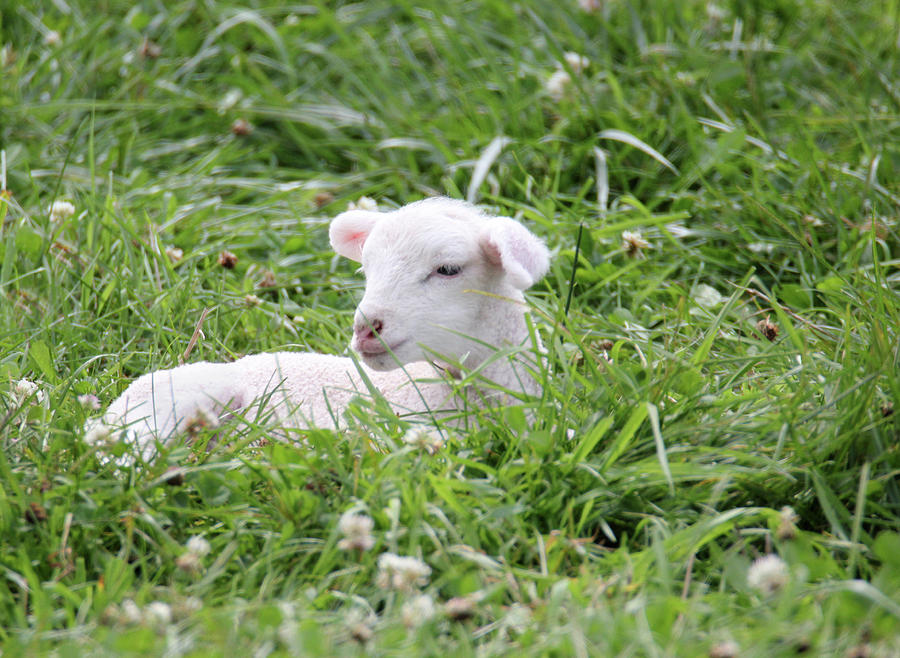 Little Lamb 5 Photograph by Brook Burling
